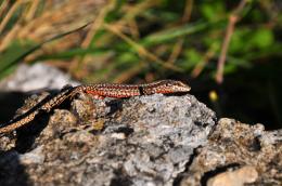 Red lizzard